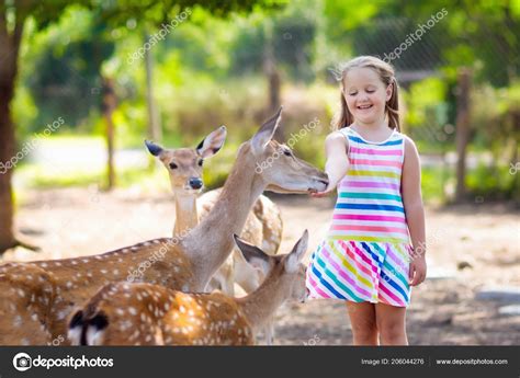 Child Feeding Wild Deer Petting Zoo Kids Feed Animals Outdoor Stock