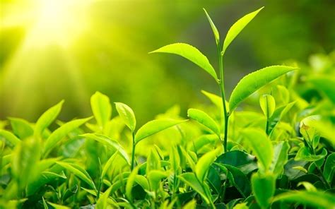 🔥 Download Best Green Tea Leaves In A Plantation Wallpaper Image By