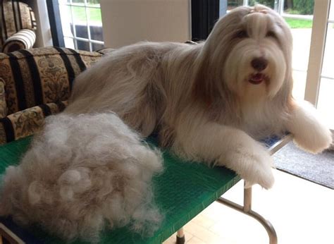 Pin By Robin Ayres On Bearded Collie Bearded Collie Grooming Collie