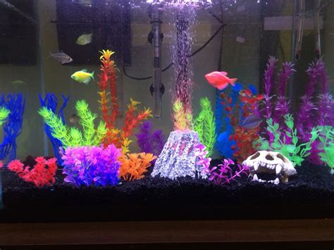 Neon Glofish Tank Rin Aquarium Fish