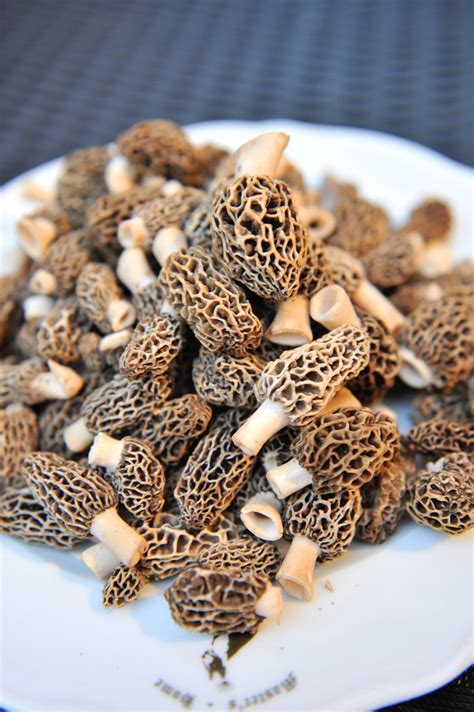 How to Find Morel Mushrooms (and Avoid False Morels) • Earth.com