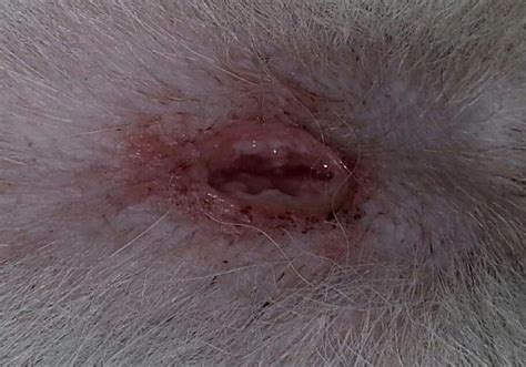 Spider Bite Anyone Ever Seen This German Shepherd Dog Forums