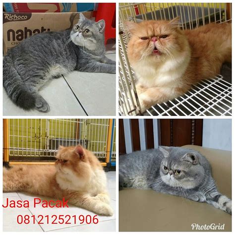 JASA PACAK KUCING EXCOTIK PEAKNOSE EXTREEM CIBUBUR PENITIPAN KUCING