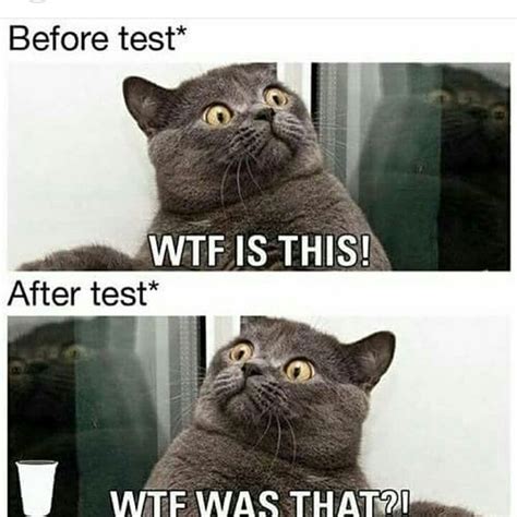 Pin By Mrmon On Frustrated Engineering Best Cat Memes Funny Cat