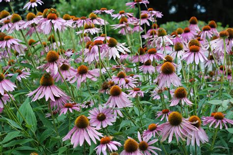 Filepurple Coneflower Echinacea Purpurea 1 Wikimedia Commons