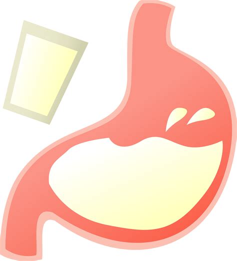 Full Stomach Cliparts Png Images Pngegg Clip Art Library