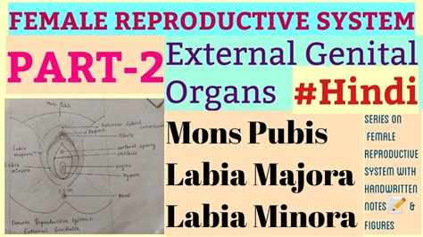 External Genital Organs Part 2 Female Reproductive System Mons Pubis Labia Majora