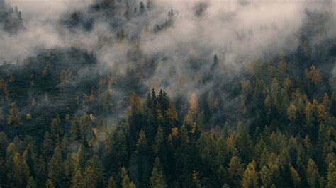 3840x2160 Foggy Forest Hill Data Id 62614 Data Forest Wallpaper Fog