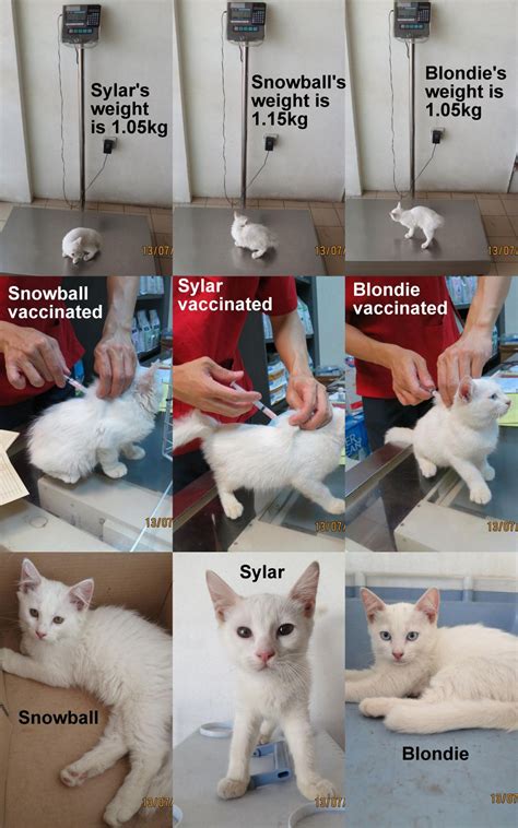 Medical Subsidy For 4 Tnrm Cats Koo Swee Pors Animalcare