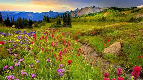 Mountain Meadow Wild Flowers Beautiful Landscapes Nature Photography