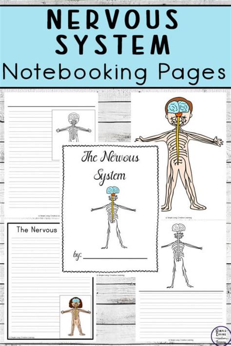 Nervous System Notebooking Pages Simple Living Creative Learning