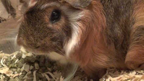 Cute Guinea Pig Funny Drinking Water Eating Poop Itching Youtube