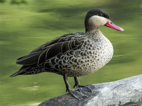 Red Billed Teal Profile Traits Facts Call Diet Breeding