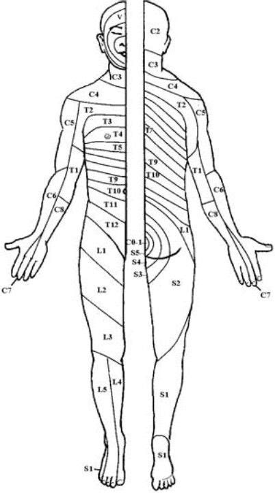 Dermatomes Skeleton Muscles Human Skeleton Student Board Human Body