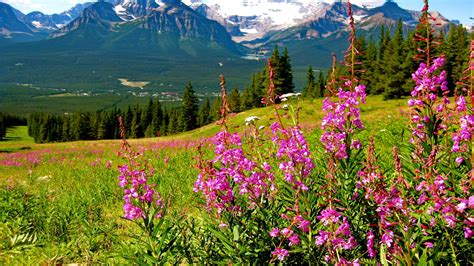 Mountain Landscape Splendid Purple Mountain Flowers Mountains With Pine