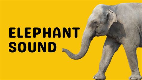 Elephant Sound Trumpet Youtube
