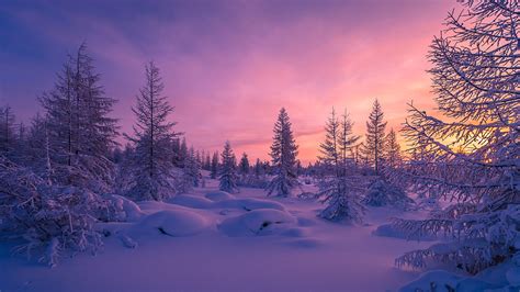 Snow Forest Wallpapers Top Free Snow Forest Backgrounds Wallpaperaccess
