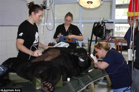 British Vet Giving Sight Back To Bears Rescued From Chinas Cruel Bile