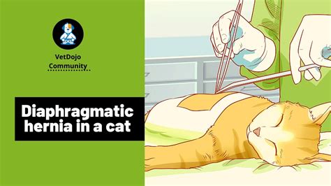 Diaphragmatic Hernia In A Cat Youtube