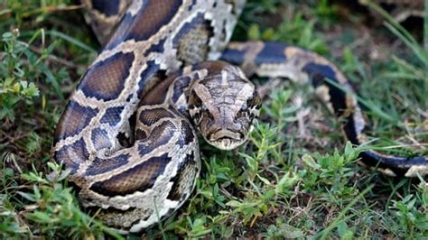 Unbelievable Largest Python Nest Found In Floridas Everglades With