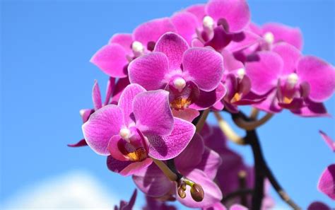 Quiet Cornergrowing Indoor Orchids Quiet Corner