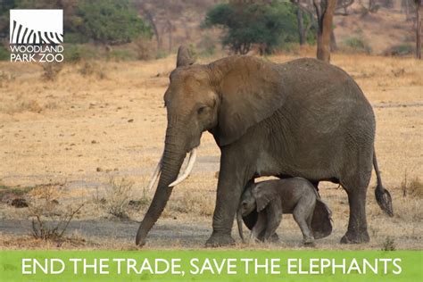 Ivory Crush Sends A Message About Wildlife Trafficking