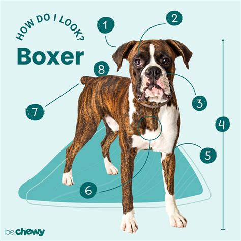 Boxer Dog Breed Characteristics Care And Photos Bechewy