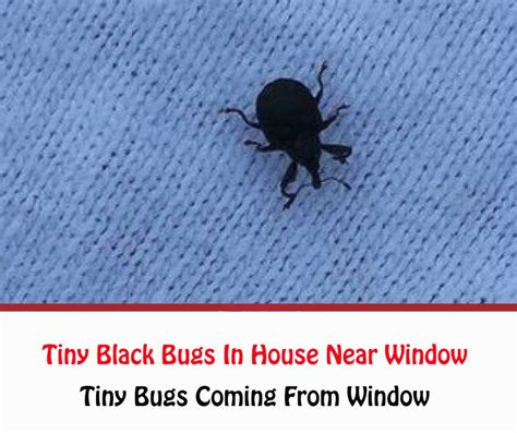 How To Get Rid Of Tiny Black Bugs In House Near Window