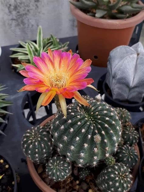 ¿sabías que hay muchas suculentas y cactus comestibles saludables y deliciosas para incluir en tu dieta? Pin de Maria cisneros en plantas | Cactus y suculentas