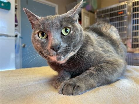 Cat For Adoption Shadow A Domestic Short Hair In Barron Wi Petfinder