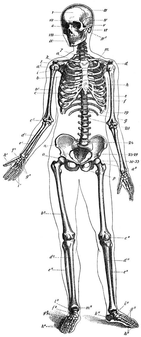 Human Skeleton Wikidoc