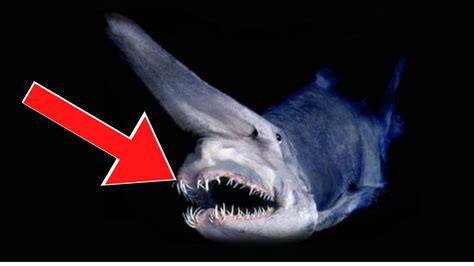 Most Dangerous Sharks In The World Top 10 Youtube