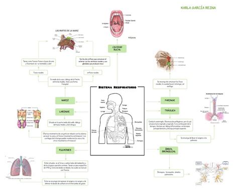Mapa Conceptual De La Anatomía Del Sistema Respiratorio Karla García