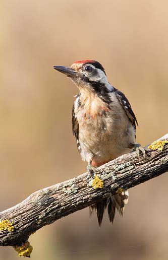 Syrian Woodpecker Dendrocopos Syriacus A Young Bird Sits On A Branch
