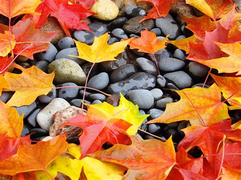 Colorful Autumn Leaves Prints Rocks Photograph By Patti Baslee Fine