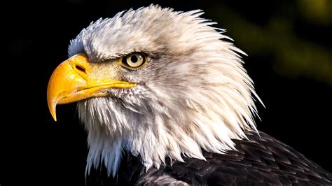 Hd Eagle 4k Wallpapers Top Free Hd Eagle 4k Backgrounds Wallpaperaccess