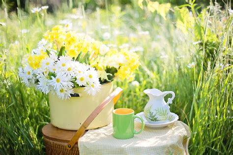 Daisies Summer Flowers Free Photo On Pixabay Pixabay