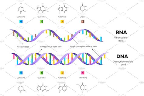 Molecular Structure Of Dna And Rna ~ Illustrations ~ Creative Market