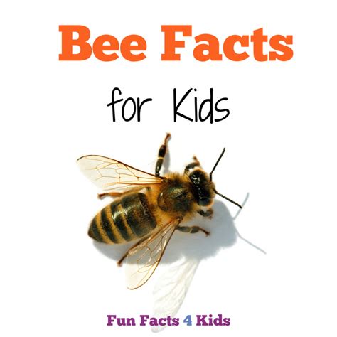 Bee Facts For Kids Fun Facts 4 Kids