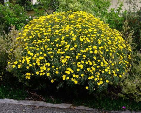 Learn how to choose, plant, and maintain small shrubs and hedges in our when this bush starts to bloom, it produces a profusion of pink flowers along with a flood of yellow flowers that brighten your garden and attract beneficial. Euryops pectinatus. Looks like a bush of yellow daisies ...
