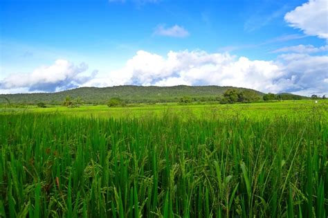 Fields Paddy Crops Greenery Rice Field Agriculture Free Image