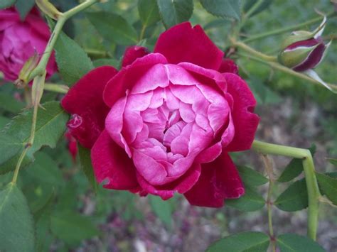 Davy S Louisiana Gardening Blog Gardening Blog Bloom Flowering Vines