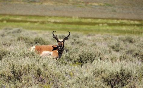 There Are Over 2000 Pronghorns In The Huge Hart Mountain Refuge