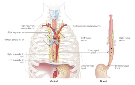 Anatomy Of Human Esophagus System