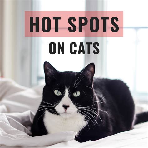 cat hot spots on neck cat meme stock pictures and photos