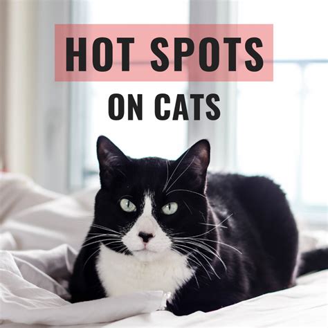 Shop with afterpay on eligible items. How to Get Rid of Hot Spots on Cats | PetHelpful