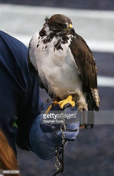 Taima The Hawk Mascot For The Seattle Seahawks Is Seen Before The