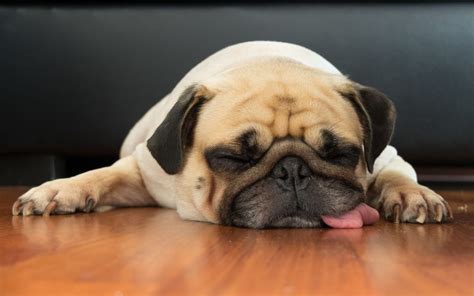 Lethargic Dog This Could Be Why Ultimate Pet Nutrition