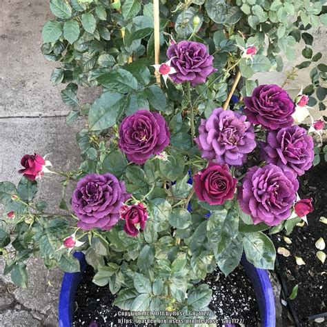 Photo Of The Entire Plant Of Rose Rosa Ebb Tide Posted By Rose