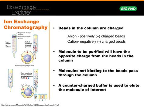 Ppt Size Exclusion Chromatography Powerpoint
